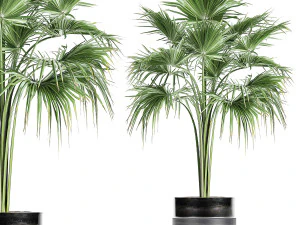 Dekopalme im Blumentopf 729 3D Modell