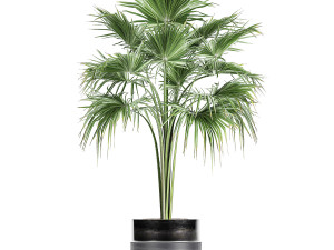 decorative palm in a flowerpot 729 3Dモデル