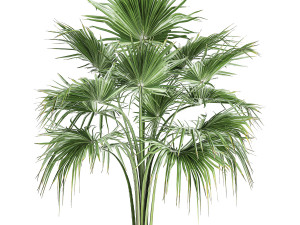 decorative palm in a flowerpot 729 3Dモデル