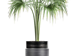 decorative palm in a flowerpot 729 3Dモデル