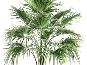 decorative palm in a flowerpot 729 3Dモデル