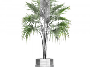 decorative palm in a flowerpot 729 3Dモデル