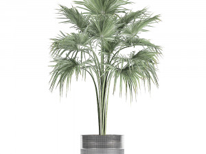 decorative palm in a flowerpot 729 3Dモデル