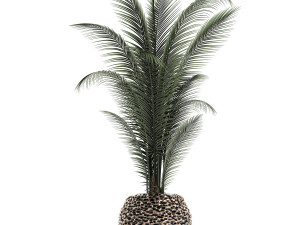 houseplants in a pot for the interior 730 3D Модель