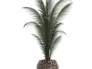 houseplants in a pot for the interior 730 3D Model