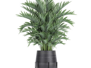 decorative palm in a flowerpot 731 3D Model