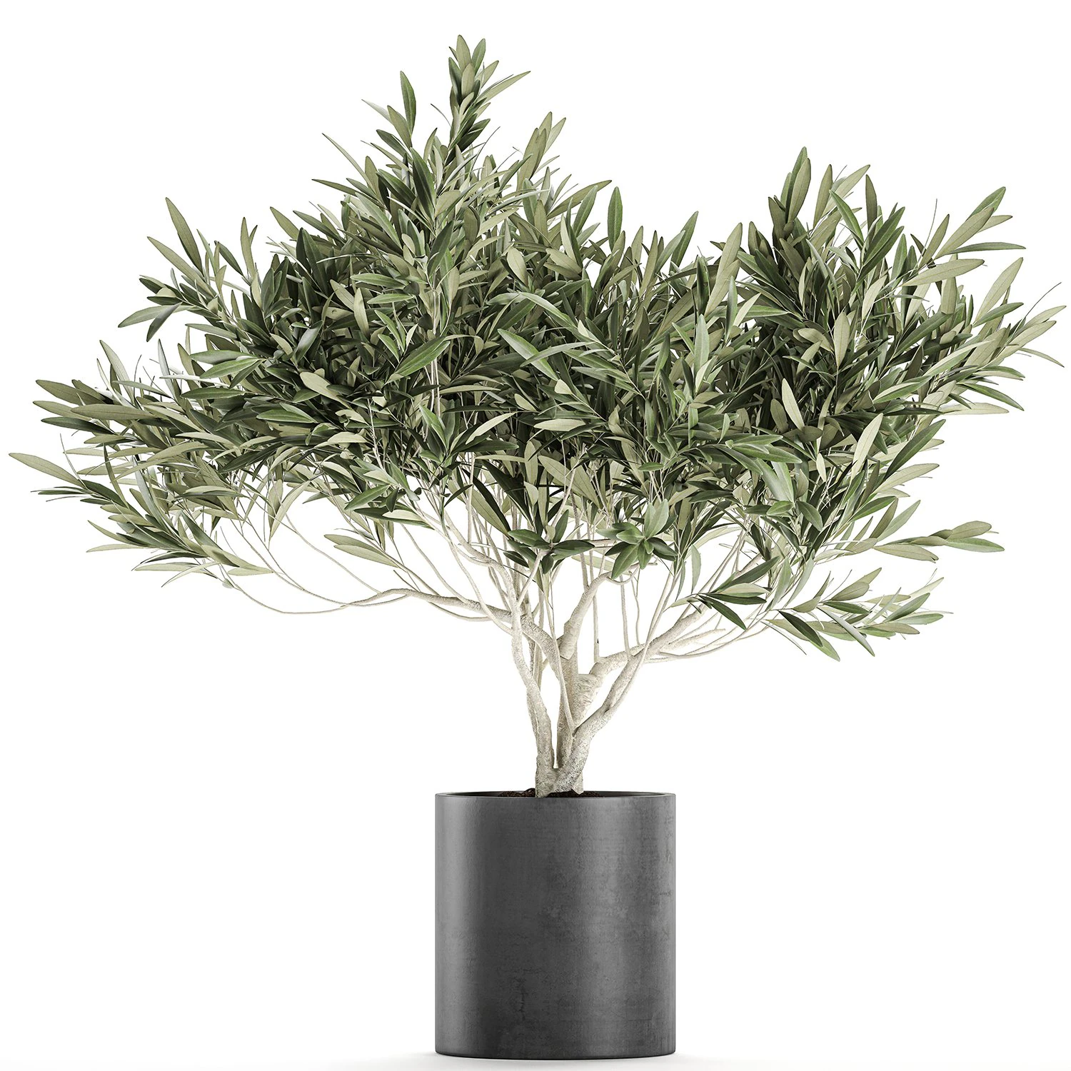 decorative olive tree in a black flowerpots 732 3D Model .c4d .max .obj .3ds .fbx .stl .blend
