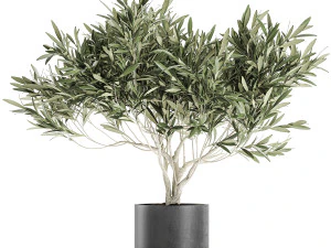 decorative olive tree in a black flowerpots 732 3D Model