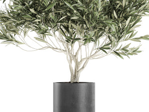 decorative olive tree in a black flowerpots 732 Modelo 3D