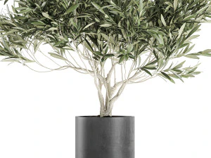decorative olive tree in a black flowerpots 732 3D Model