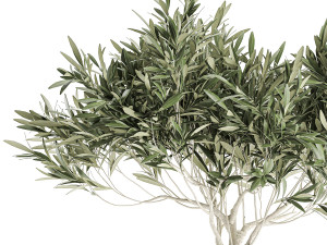 decorative olive tree in a black flowerpots 732 Modelo 3D