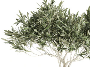 decorative olive tree in a black flowerpots 732 3D Model