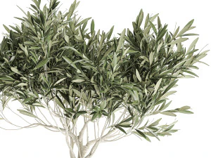 decorative olive tree in a black flowerpots 732 3D Model