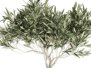 decorative olive tree in a black flowerpots 732 3D Model