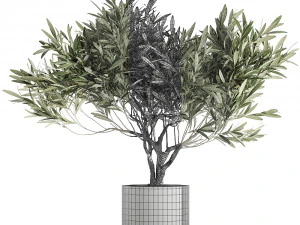 decorative olive tree in a black flowerpots 732 3D Model