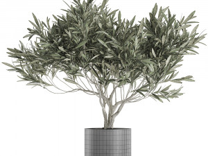 decorative olive tree in a black flowerpots 732 Modelo 3D