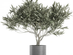 decorative olive tree in a black flowerpots 732 3D Model