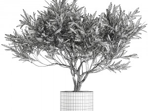 decorative olive tree in a black flowerpots 732 Modelo 3D
