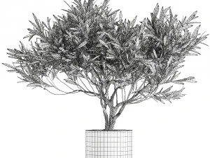 decorative olive tree in a black flowerpots 732 3D Model