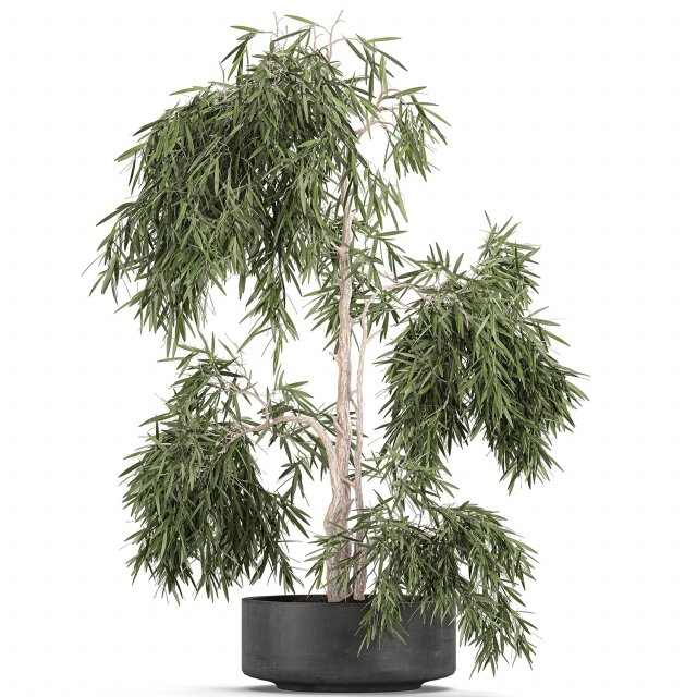 decorative olive tree in a black flowerpots 733 3Dモデル .c4d .max .obj .3ds .fbx .stl .blend 