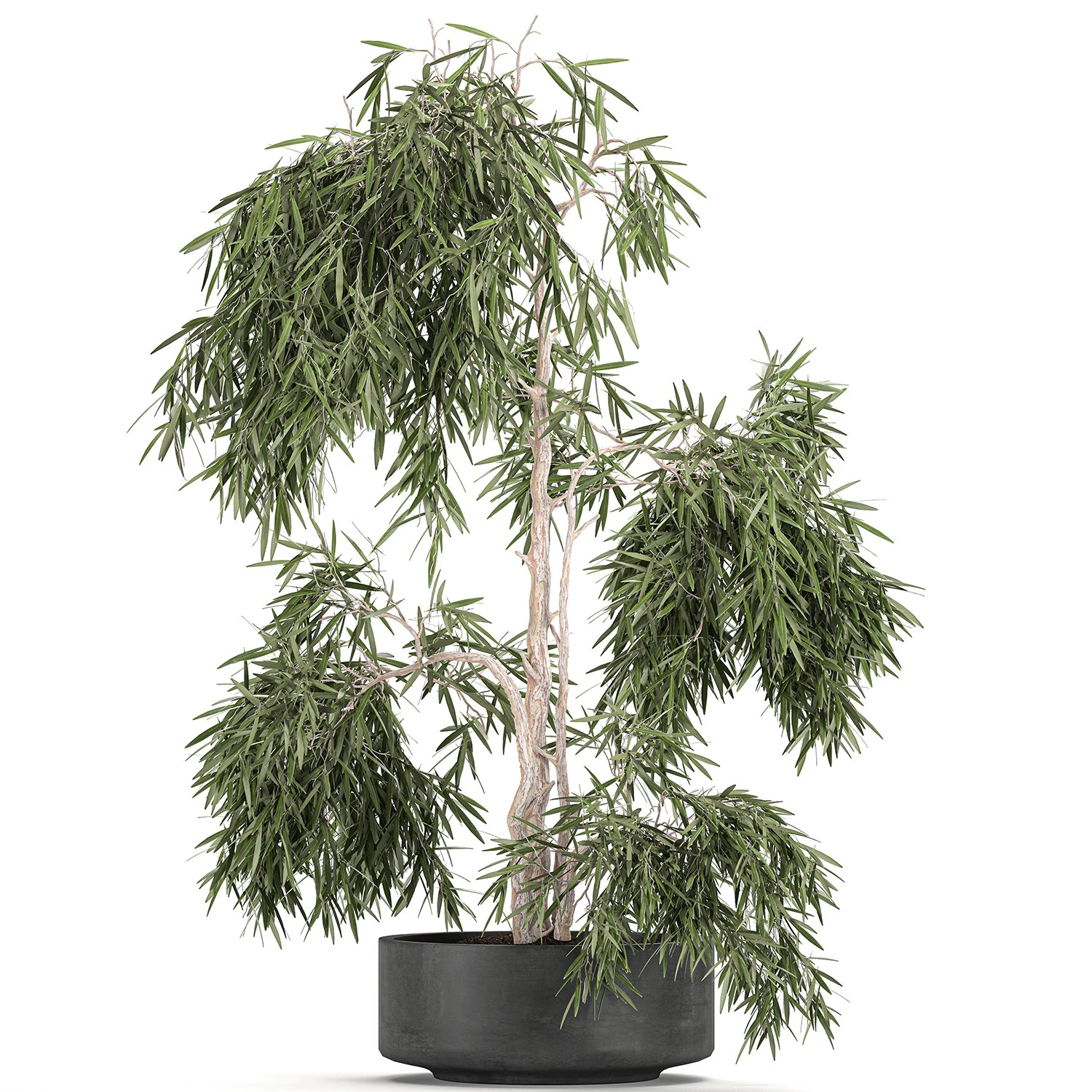 decorative olive tree in a black flowerpots 733 3D Model .c4d .max .obj .3ds .fbx .stl .blend 