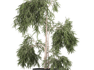 decorative olive tree in a black flowerpots 733 3D Model