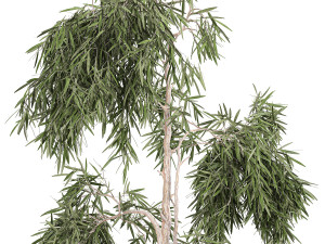 decorative olive tree in a black flowerpots 733 3Dモデル