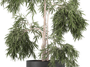 decorative olive tree in a black flowerpots 733 3Dモデル