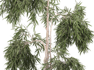 decorative olive tree in a black flowerpots 733 3Dモデル