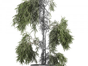 decorative olive tree in a black flowerpots 733 3Dモデル