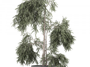 decorative olive tree in a black flowerpots 733 3Dモデル