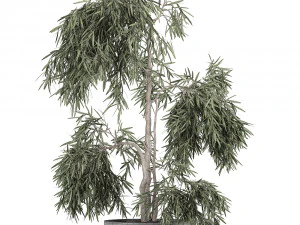 decorative olive tree in a black flowerpots 733 3D Model