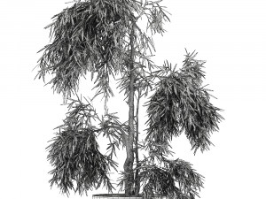 decorative olive tree in a black flowerpots 733 3Dモデル