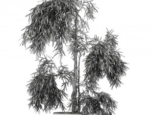decorative olive tree in a black flowerpots 733 3D Model