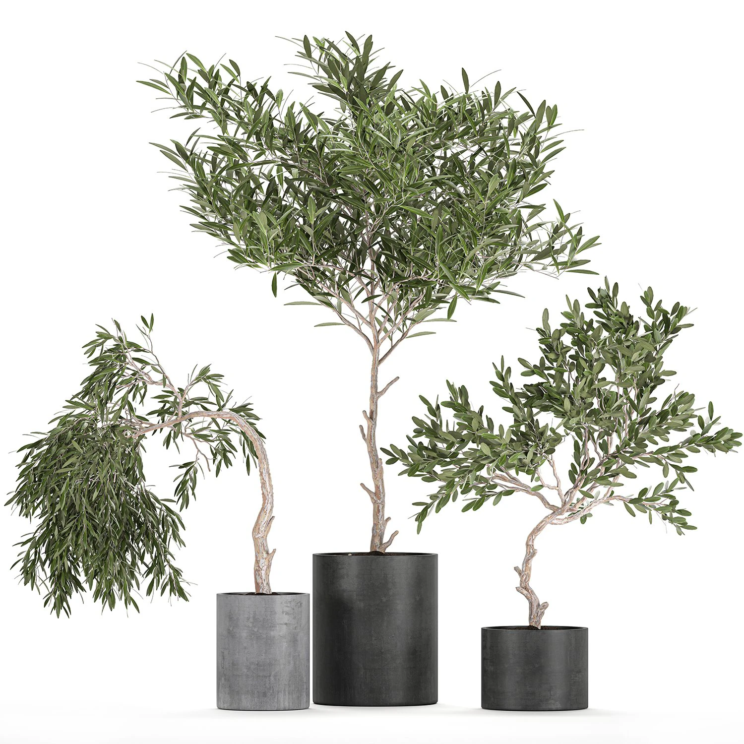 decorative olive tree in a black flowerpots 734 3D Model .c4d .max .obj .3ds .fbx .stl .blend 