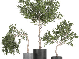 decorative olive tree in a black flowerpots 734 3D Model