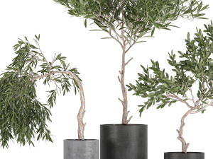 decorative olive tree in a black flowerpots 734 3D Model