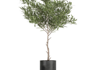 decorative olive tree in a black flowerpots 734 3D Model