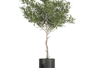 decorative olive tree in a black flowerpots 734 3D Model