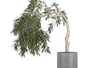 decorative olive tree in a black flowerpots 734 3D Model