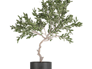 decorative olive tree in a black flowerpots 734 3D Model