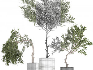decorative olive tree in a black flowerpots 734 3D Model