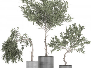 decorative olive tree in a black flowerpots 734 3D Model