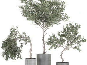decorative olive tree in a black flowerpots 734 3D Model