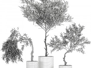 decorative olive tree in a black flowerpots 734 3D Model