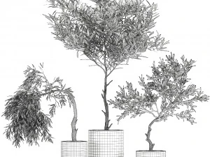decorative olive tree in a black flowerpots 734 3D Model