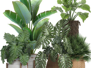 decorative olive tree in a black flowerpots 735 3D Model