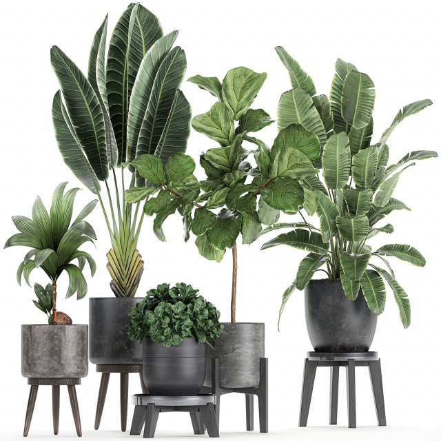 decorative plants in a black flowerpots 736 3D Model .c4d .max .obj .3ds .fbx .stl .blend 