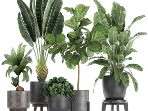 Dekopflanzen in schwarzen Blumentöpfen 736 3D Modell