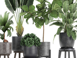 decorative plants in a black flowerpots 736 3D Model